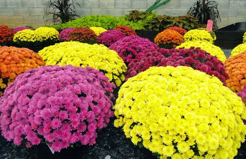 Хризантемы Фото группа цветов