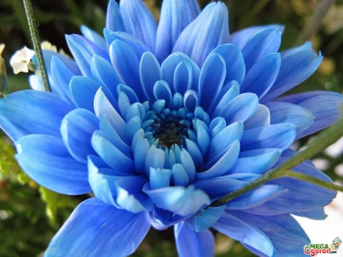 Хризантемы Фото крупный план синего цветка