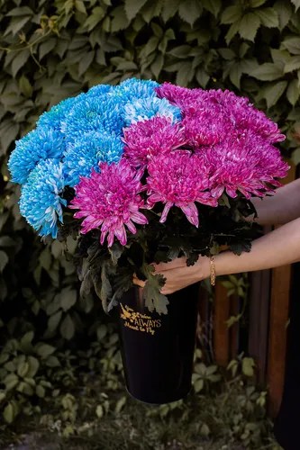 Хризантемы Фото человек держит вазу с цветами