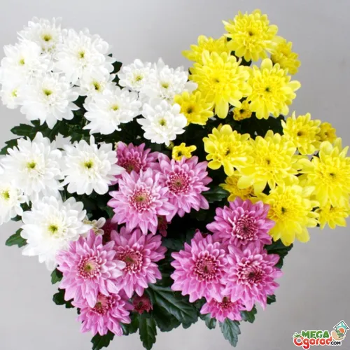 Хризантемы Фото букет цветов