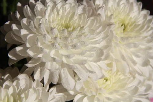 Хризантемы Фото крупный план белого цветка