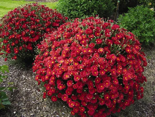 Хризантемы Фото куст с красными цветами