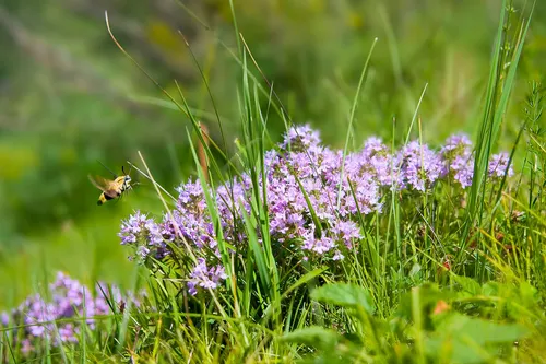 Чабрец Фото пчела на цветке