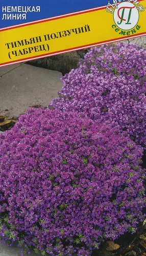 Чабрец Фото поле фиолетовых цветов