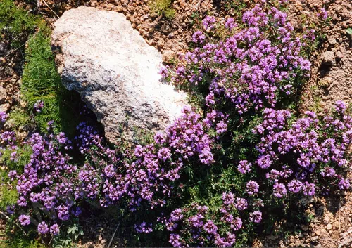 Чабрец Фото скала в окружении фиолетовых цветов