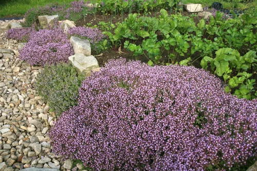 Чабрец Фото сад с фиолетовыми цветами