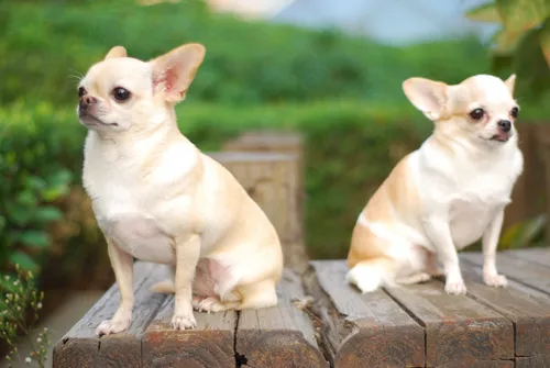 Чихуахуа Фото две собаки сидят на деревянном заборе