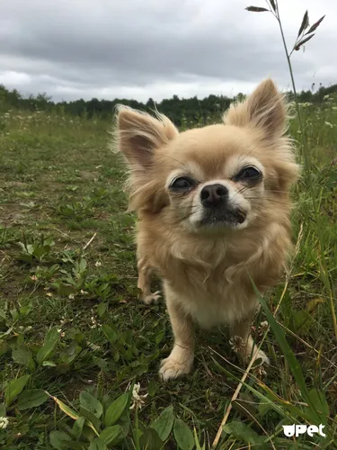 Чихуахуа Фото собака, стоящая на травянистой местности