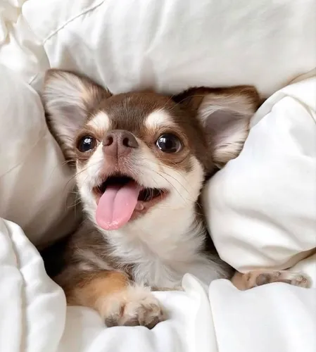Чихуахуа Фото маленькая собачка с открытым ртом