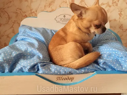 Чихуахуа Фото собака, лежащая на кровати