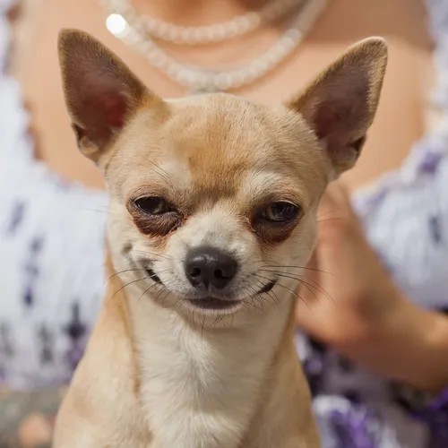 Чихуахуа Фото собака в короне
