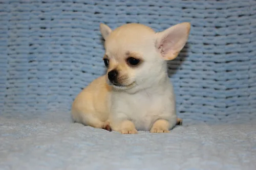Чихуахуа Фото маленькая белая собака