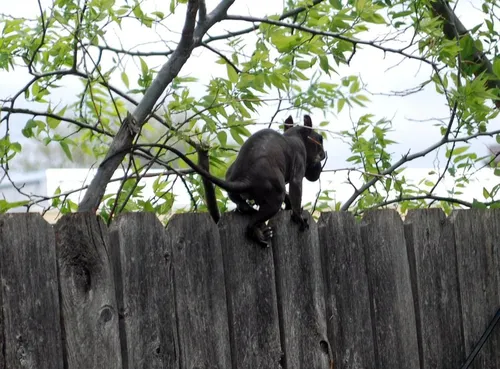 Чупакабра Фото черный медведь на заборе