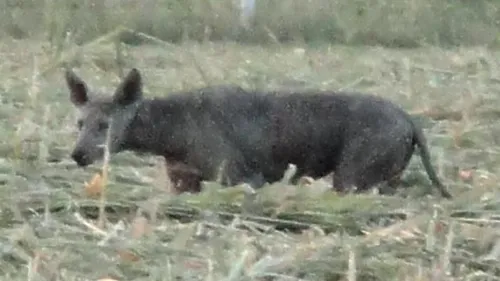 Чупакабра Фото черная свинья гуляет по траве