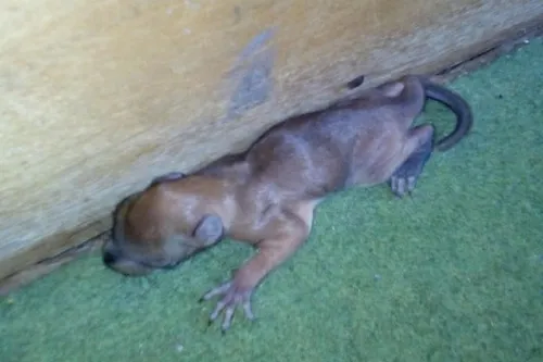 Чупакабра Фото собака, лежащая на земле