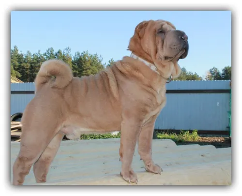 Шарпей Фото собака, стоящая на палубе
