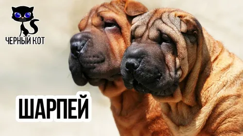Шарпей Фото собака и кошка