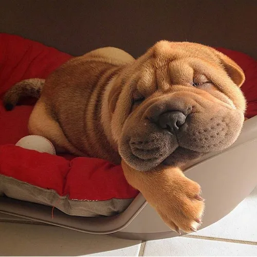 Шарпей Фото собака, лежащая на красном одеяле