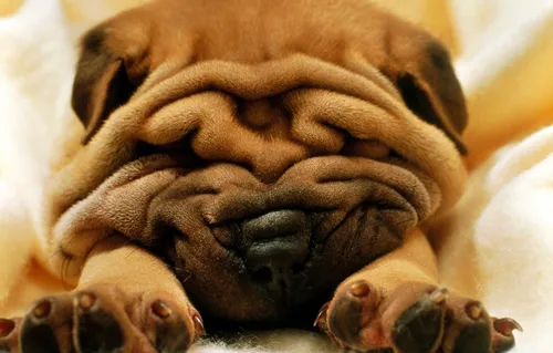 Шарпей Фото собака, лежащая на спине