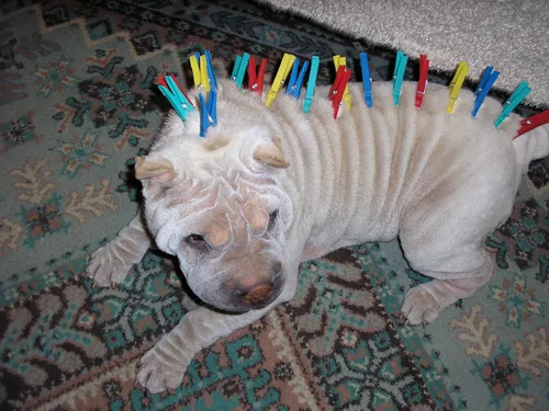 Шарпей Фото собака, лежащая на коврике в шляпе на день рождения