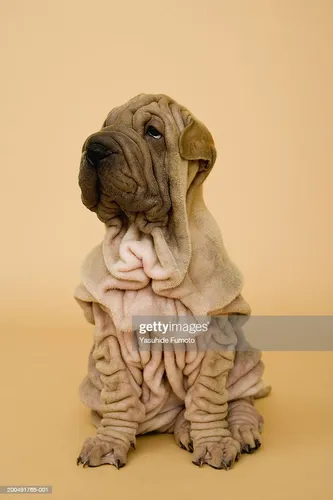 Шарпей Фото собака в свитере