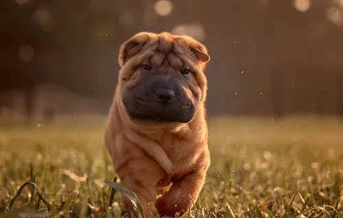 Шарпей Фото собака в траве