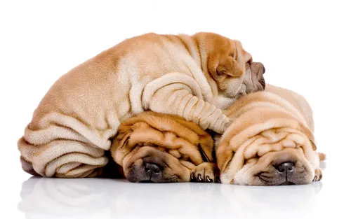 Шарпей Фото собака и щенок спят