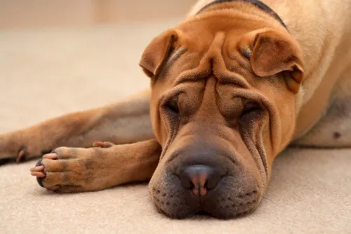 Шарпей Фото собака, лежащая на полу
