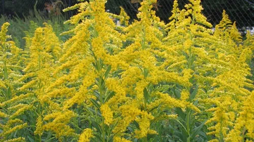 Амброзия Фото группа растений с желтыми цветами