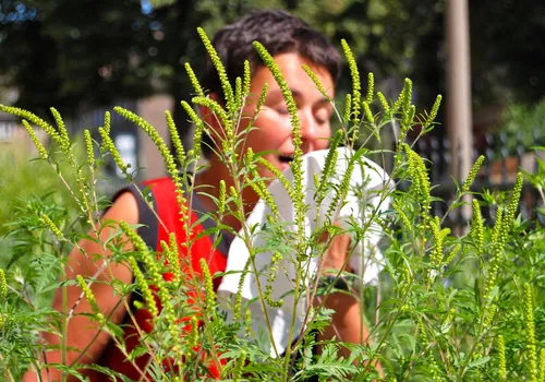 Амброзия Фото человек, просматривающий растение