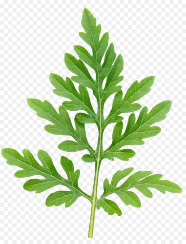 Амброзия Фото зеленое листовое растение