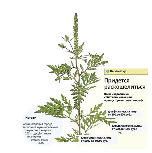 Амброзия Фото зеленое растение с белым текстом
