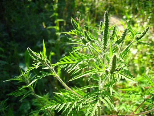 Амброзия Фото крупный план зеленого растения