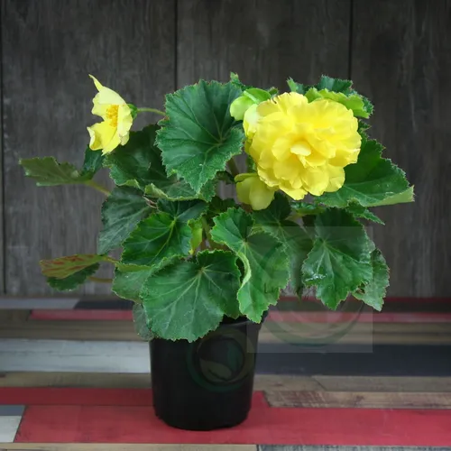 Бегония Фото ваза с желтыми цветами
