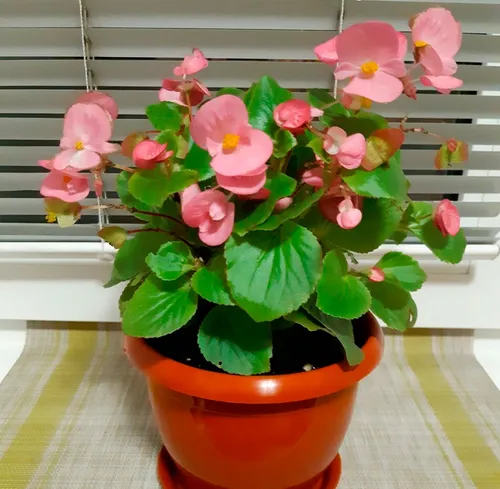 Бегония Фото растение в горшке с розовыми цветами