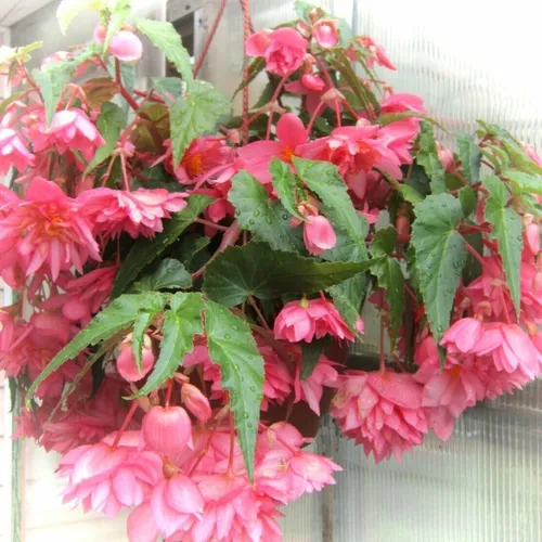 Бегония Фото растение с розовыми цветами
