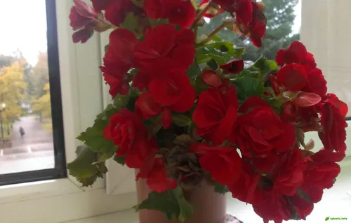Бегония Фото ваза с красными цветами