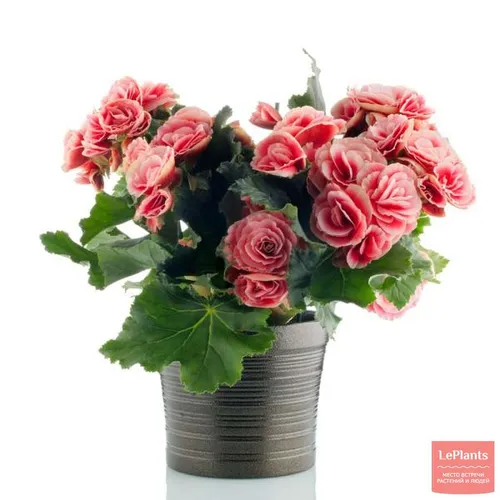 Бегония Фото ваза с розовыми розами