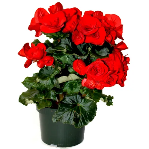 Бегония Фото ваза с красными розами