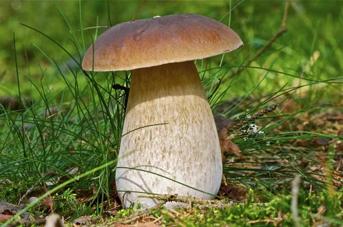 Белый Гриб Фото гриб, растущий в траве