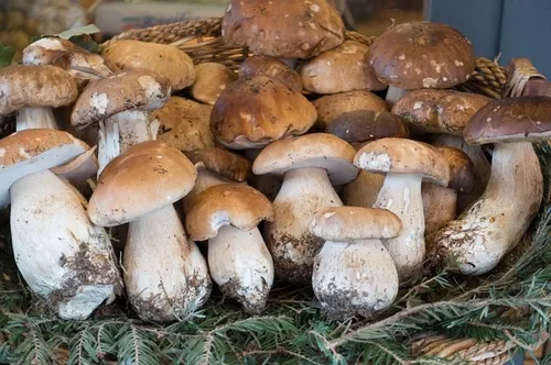 Белый Гриб Фото куча грибов