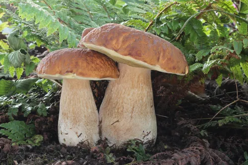 Белый Гриб Фото группа грибов, растущих в лесу