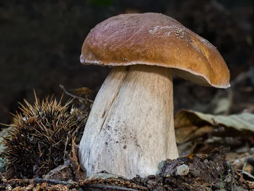 Белый Гриб Фото гриб, растущий из земли