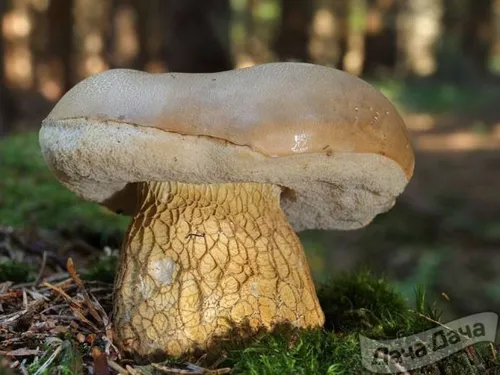 Белый Гриб Фото грибы крупным планом