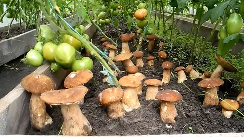 Белый Гриб Фото грибы и зеленые растения в саду