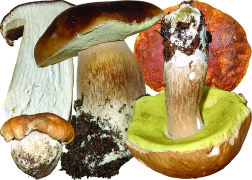 Белый Гриб Фото крупный план некоторых грибов