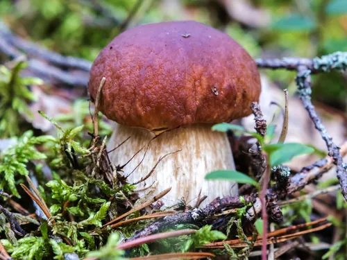 Белый Гриб Фото гриб, растущий в лесу