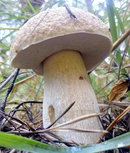 Белый Гриб Фото гриб, растущий на дереве