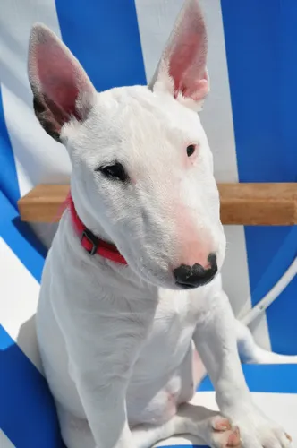Бультерьер Фото белая собака с красным ошейником