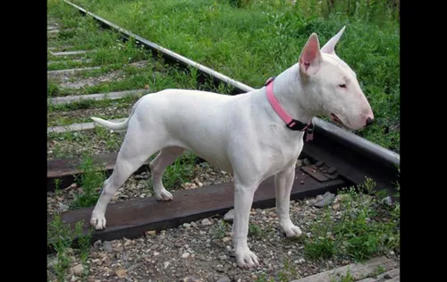Бультерьер Фото белая собака, стоящая на скамейке